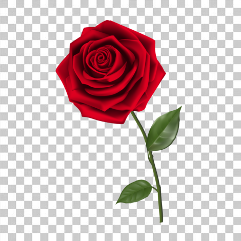 Rosa vermelha png