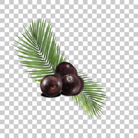 Fruto do açaí em png