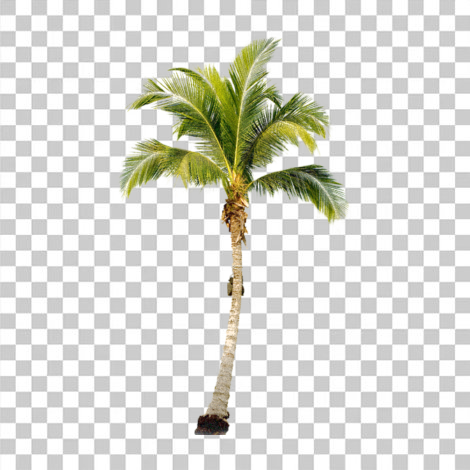 Pé de coco, coqueiro transparente png