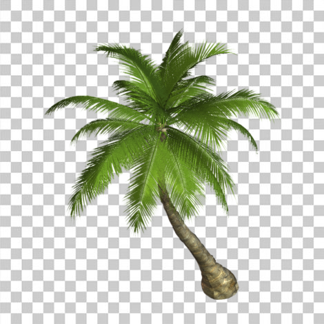 Coqueiro png, pé de coco sem fundo png