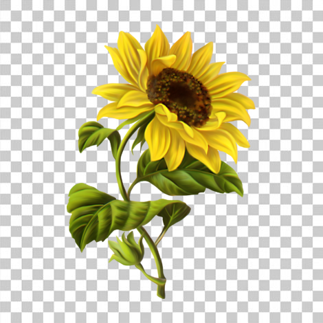 Girassol flor imagens transparente sem fundo png